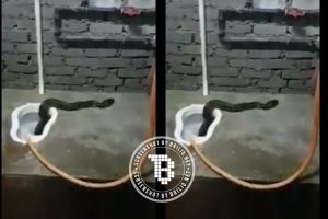 Waspada sebelum BAB, ada ular piton muncul dari lubang jamban!