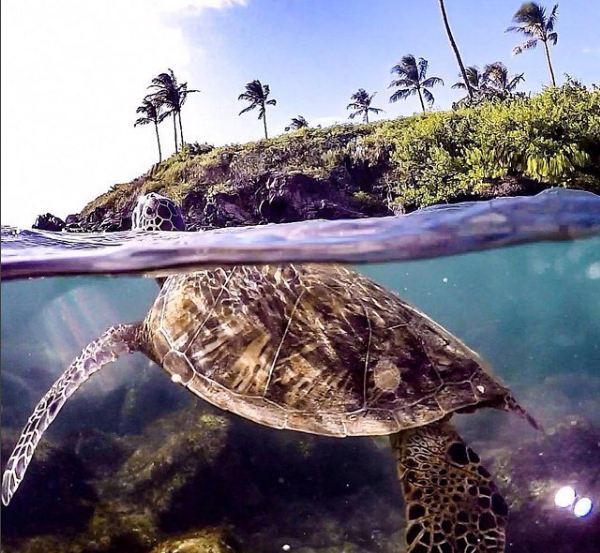 foto underwater kekinian ini keren banget © 2016 brilio.net foto underwater kekinian ini keren banget © 2016 brilio.net