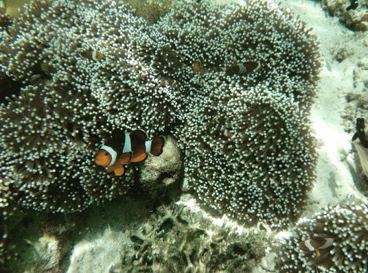 Labengk © 2016 brilio.net