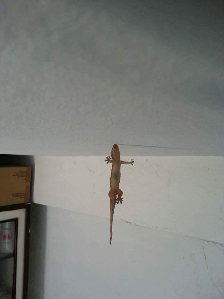 cicak kungfu © 2016 brilio.net