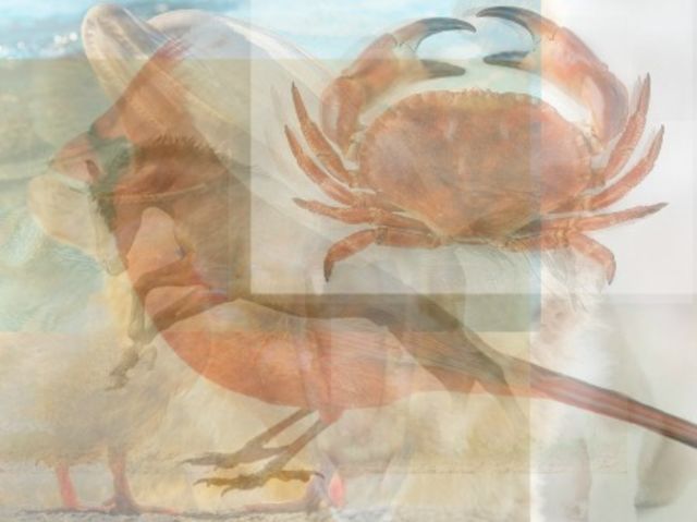 tebakan jumlah hewan © 2016 brilio.net tebakan jumlah hewan © 2016 brilio.net