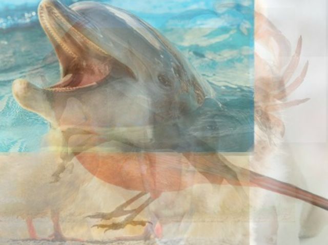 tebakan jumlah hewan © 2016 brilio.net tebakan jumlah hewan © 2016 brilio.net