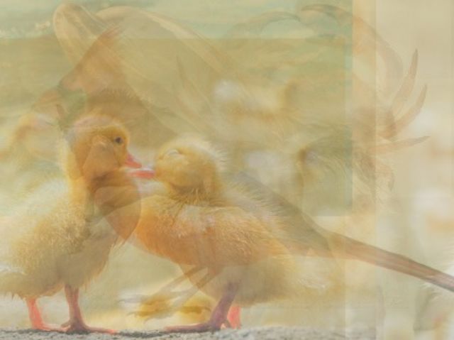 tebakan jumlah hewan © 2016 brilio.net tebakan jumlah hewan © 2016 brilio.net