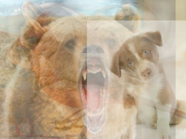 tebakan jumlah hewan © 2016 brilio.net tebakan jumlah hewan © 2016 brilio.net