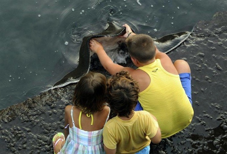 Wow, anak kecil ini bersahabat dengan ikan pari raksasa