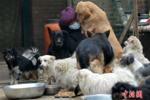 Guru ini rela kuras tabungannya untuk pelihara 220 anjing liar, wow!