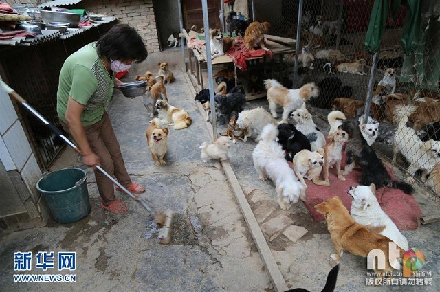 Guru ini rela kuras tabungannya untuk pelihara 220 anjing liar, wow!
