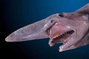 10 Hewan bertubuh kecil ini punya wajah bak monster, seram!