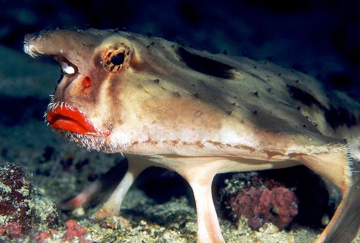 Hewan Aneh Monster © 2016 brilio.net Hewan Aneh Monster © 2016 brilio.net