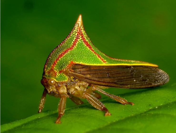 Hewan Aneh Monster © 2016 brilio.net Hewan Aneh Monster © 2016 brilio.net