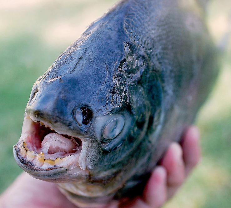 Hewan Aneh Monster © 2016 brilio.net Hewan Aneh Monster © 2016 brilio.net