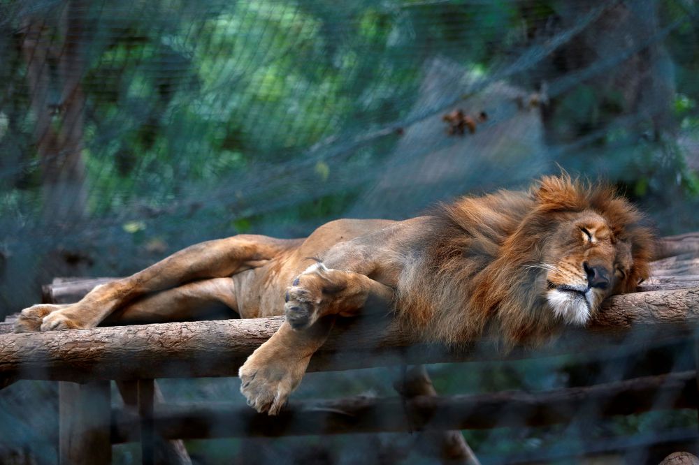 Krisis pangan singa  di kebun binatang ini diberi makan buah