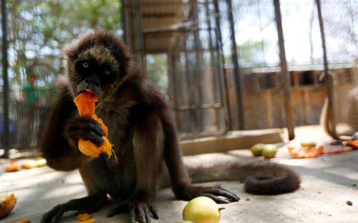 Krisis pangan, singa di kebun binatang ini diberi makan buah & sayur