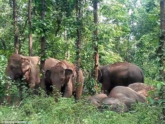 gajah terjatuh ke dalam sumur © 2016 brilio.net
