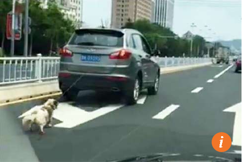 Tega sekali, pengemudi ini seret anjing di jalanan sampai mati