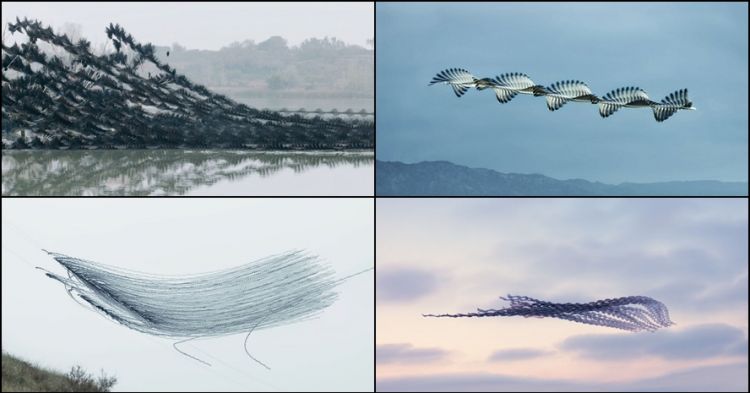 11 Foto Formasi Kelompok Burung Terbang Ini Bikin Kagum Gimana B