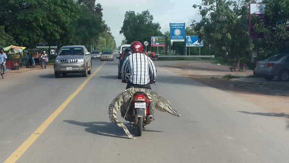 bonceng buaya © 2016 brilio.net