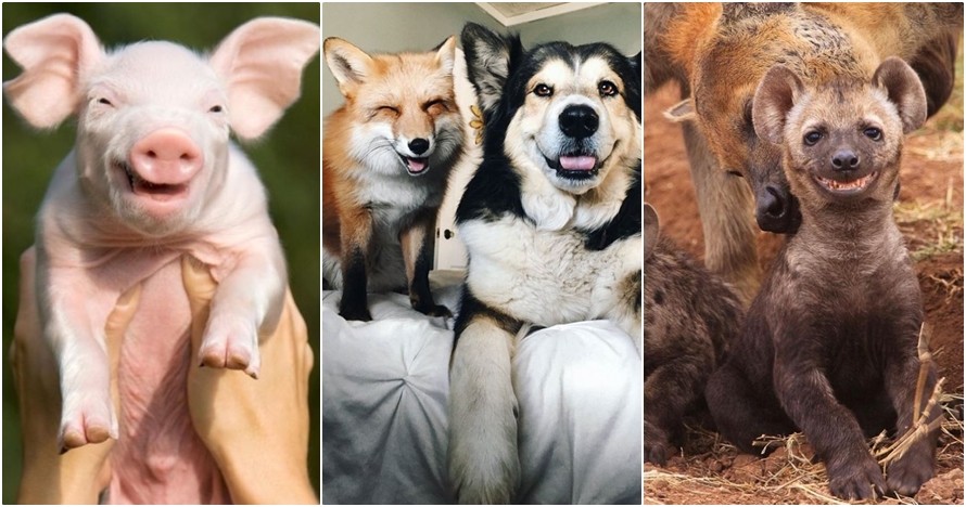 18 Potret hewan tersenyum ini dijamin bikin kamu batal bad mood! 