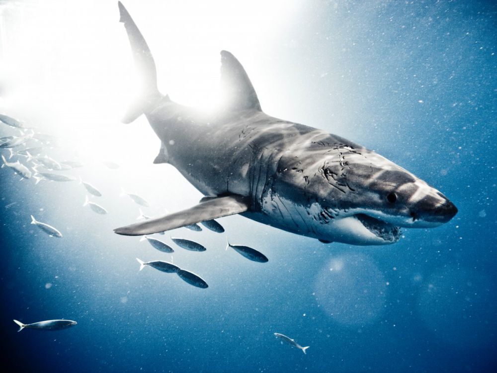Fotografer ini rela berenang 10 tahun dengan hiu demi foto-foto ini!