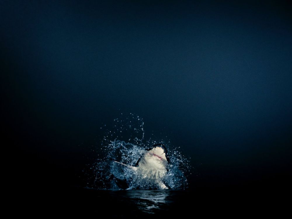 Fotografer ini rela berenang 10 tahun dengan hiu demi foto-foto ini!