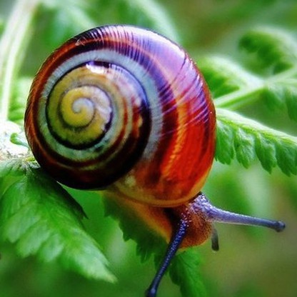 Hewan Halaman 9 Halaman 9 Brilistyle Brilio Net