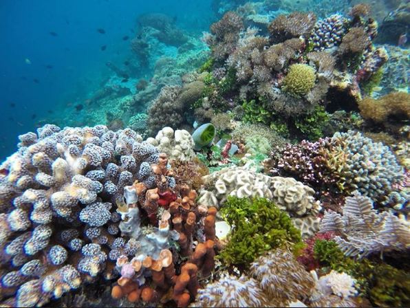 surga pulau alor © 2016 brilio.net