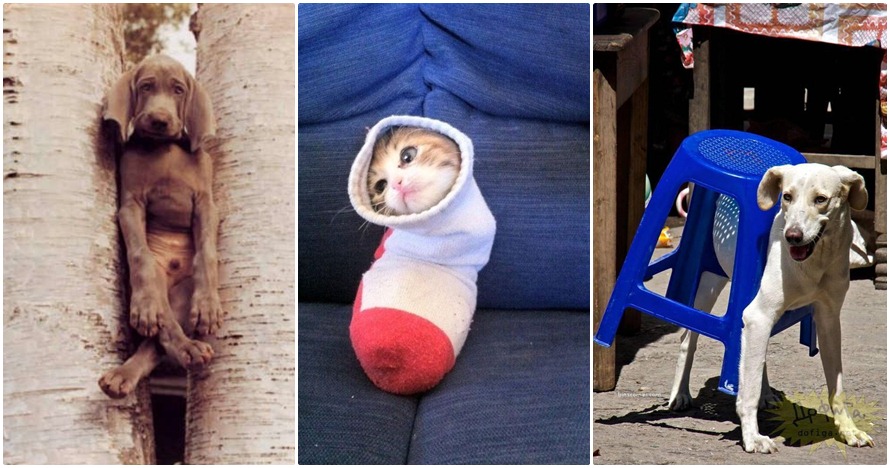 18 Foto hewan ketiban sial ini kasihan tapi bikin pengen ketawa!