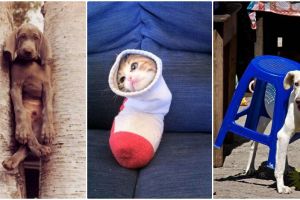 18 Foto hewan ketiban sial ini kasihan tapi bikin pengen ketawa!