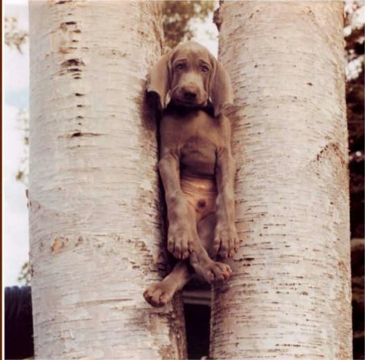 hewan apes  © 2016 brilio.net