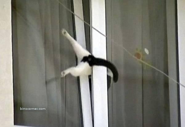 hewan apes  © 2016 brilio.net