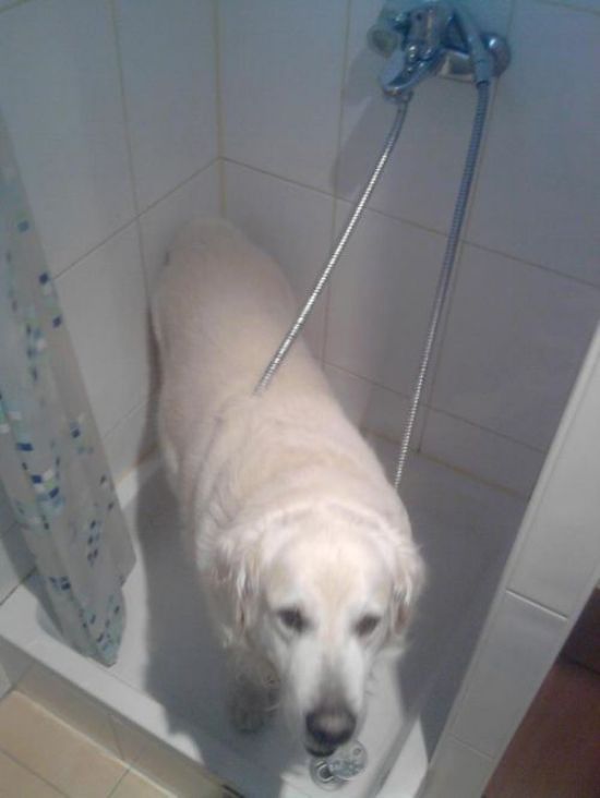 hewan apes  © 2016 brilio.net