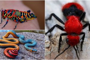 Bukan editan, 20 foto hewan dengan warna tak biasa ini bikin kagum