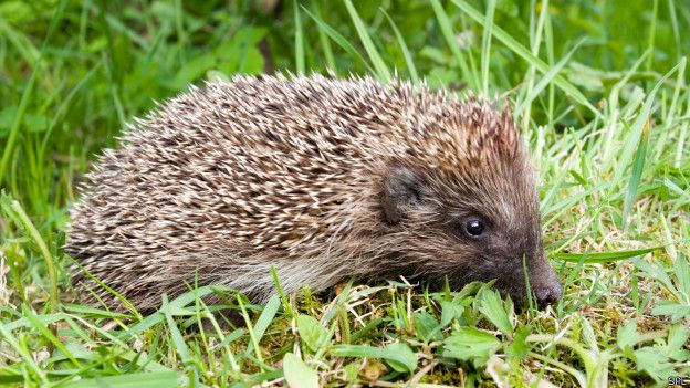 alasan kenapa manusia nggak bisa hibernasi © 2016 brilio.net