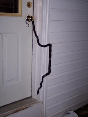 foto ular berwarna hitam pekat © 2016 brilio.net foto ular berwarna hitam pekat © 2016 brilio.net