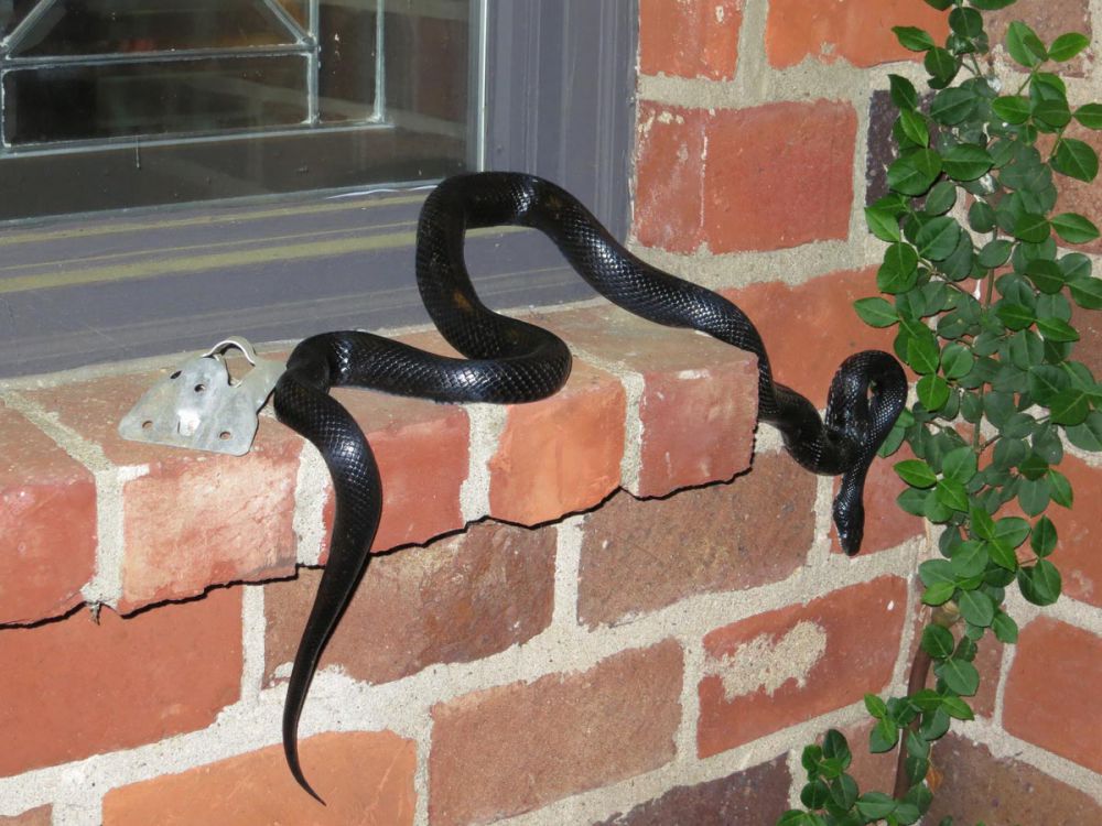 foto ular berwarna hitam pekat © 2016 brilio.net foto ular berwarna hitam pekat © 2016 brilio.net