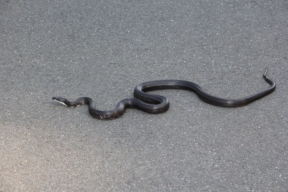 foto ular berwarna hitam pekat © 2016 brilio.net foto ular berwarna hitam pekat © 2016 brilio.net