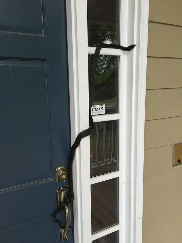 foto ular berwarna hitam pekat © 2016 brilio.net foto ular berwarna hitam pekat © 2016 brilio.net