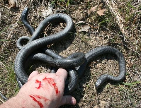 foto ular berwarna hitam pekat © 2016 brilio.net foto ular berwarna hitam pekat © 2016 brilio.net