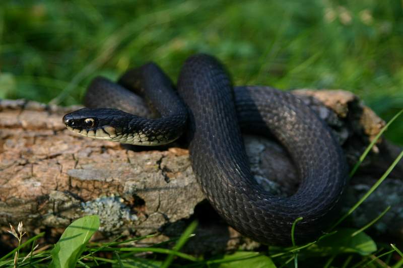 foto ular berwarna hitam pekat © 2016 brilio.net foto ular berwarna hitam pekat © 2016 brilio.net