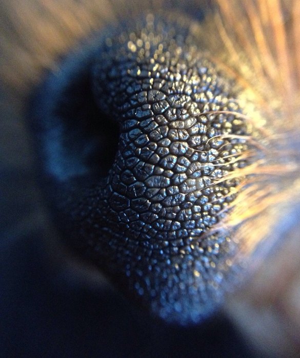 10 Foto close-up organ tubuh hewan ini dijamin bisa bikin kamu takjub