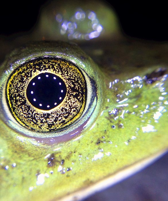 Close Up Organ Hewan © 2016 brilio.net Close Up Organ Hewan © 2016 brilio.net