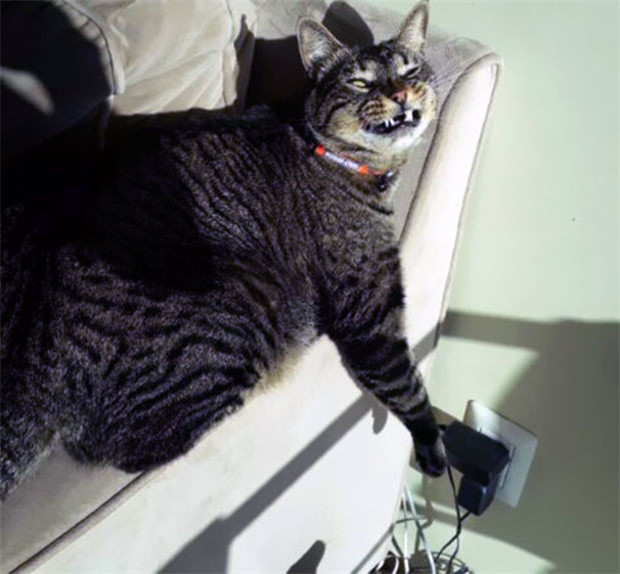 Kucing berwajah menakutkan © 2016 brilio.net