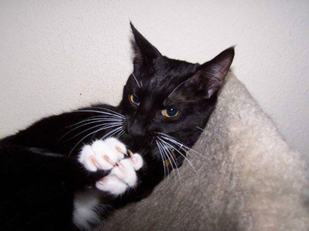 Kucing berwajah menakutkan © 2016 brilio.net