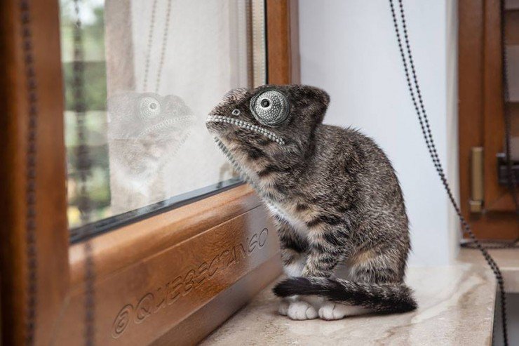 Hewan Hibrida © 2016 brilio.net Hewan Hibrida © 2016 brilio.net