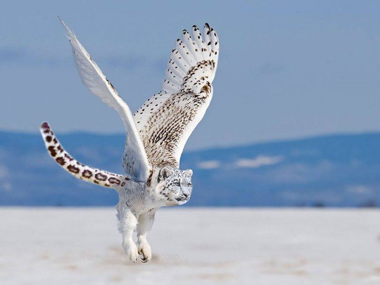 Hewan Hibrida © 2016 brilio.net Hewan Hibrida © 2016 brilio.net