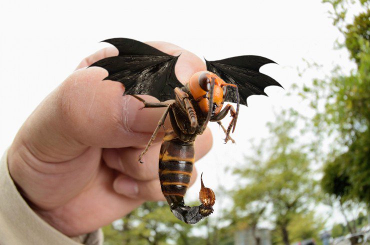 Hewan Hibrida © 2016 brilio.net Hewan Hibrida © 2016 brilio.net