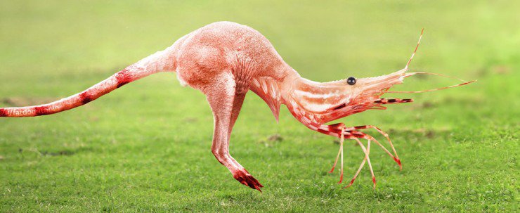 Hewan Hibrida © 2016 brilio.net Hewan Hibrida © 2016 brilio.net