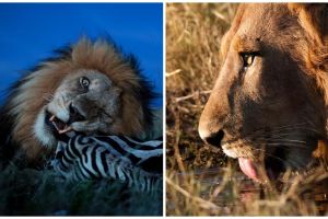 15 Foto close-up garangnya singa ketika berburu, bikin merinding