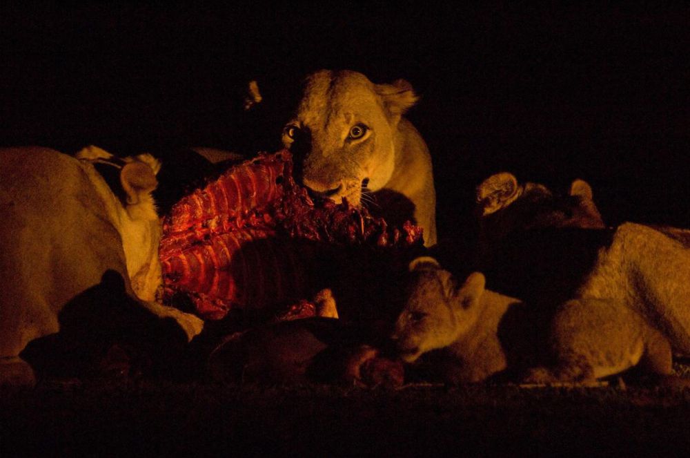 15 Foto close-up garangnya singa ketika berburu, bikin merinding