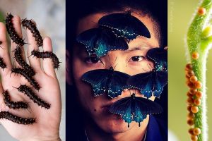 Ahli sains ini selamatkan kupu-kupu yang nyaris punah, keren 